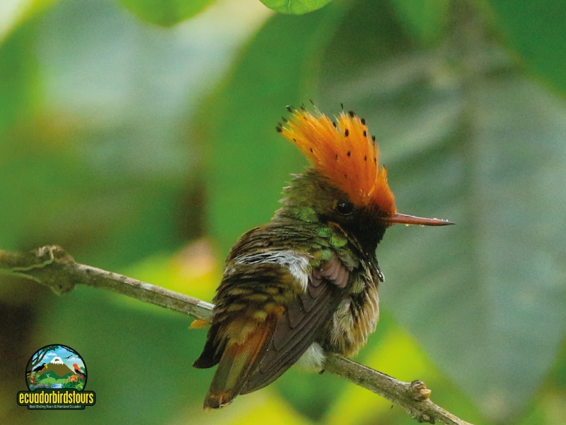 birding in ecuador tours spangled coquette
