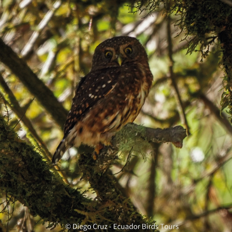 birdwatching in the andes jimenita, antisana and zuro loma (36)