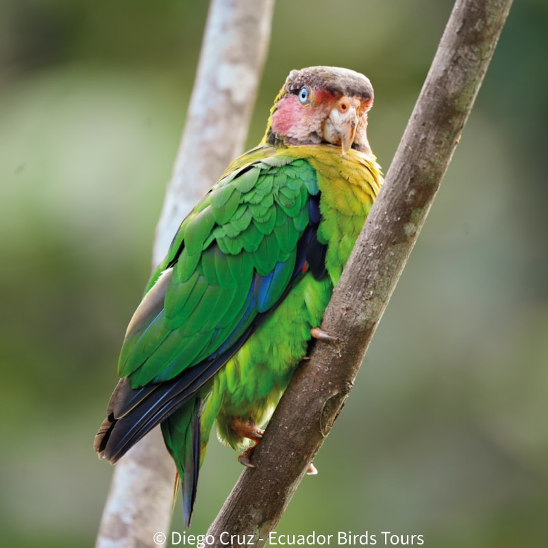 cloud forests bird species photo bird tours ecuador (28)