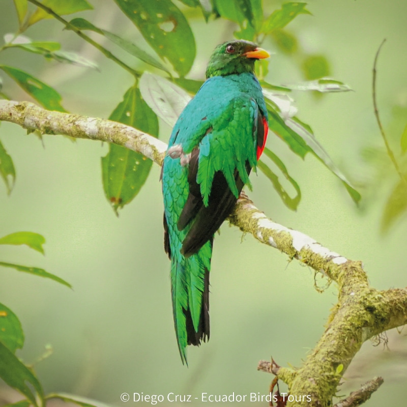 cloud forests bird species photo bird tours ecuador (7)