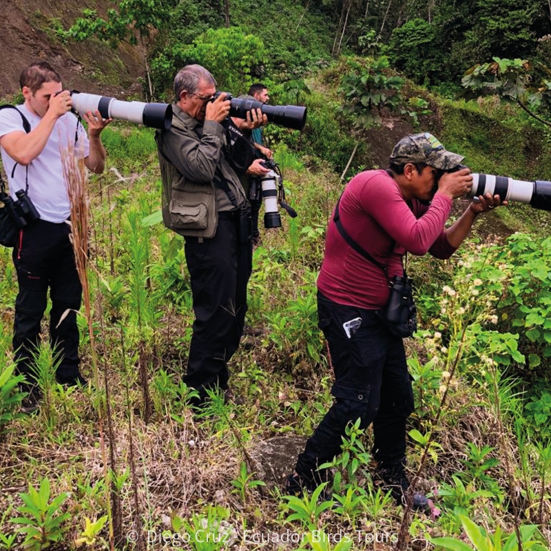 custom birding photography tours in ecuador by ecuador birds tours (18)