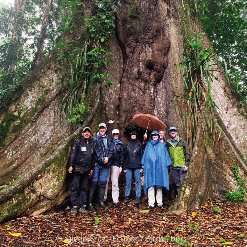 custom birding photography tours in ecuador by ecuador birds tours (23)