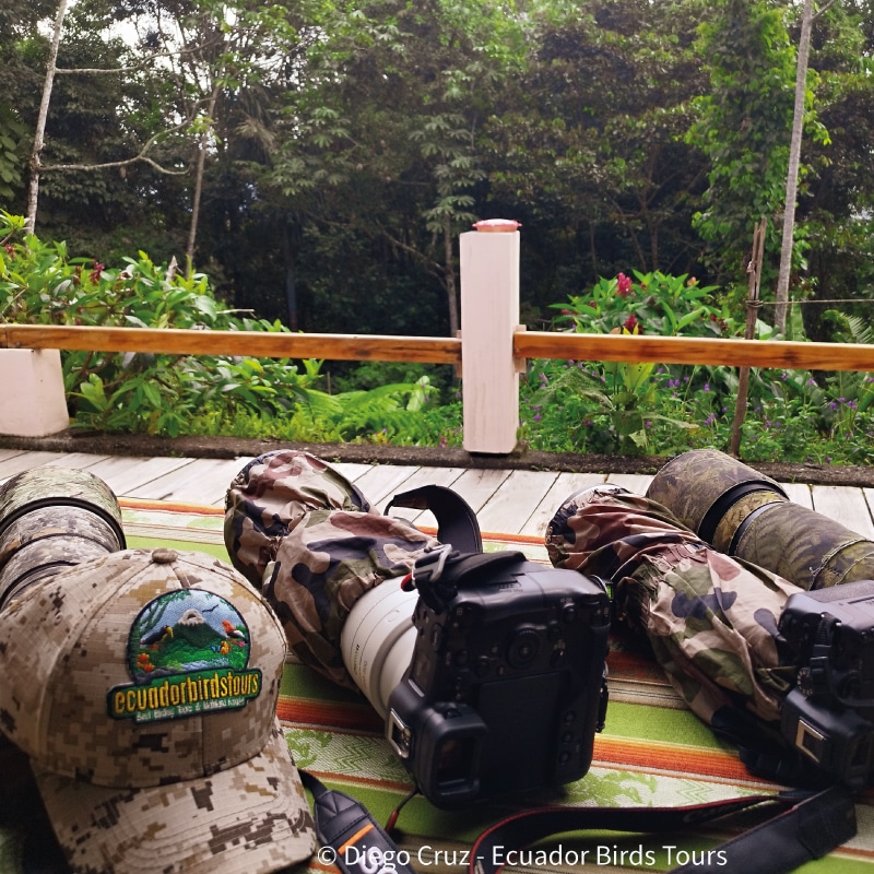ecuador birds tours in ecuador (1)