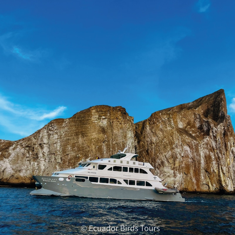 galapagos birding cruises by ecuador birds tours (10)