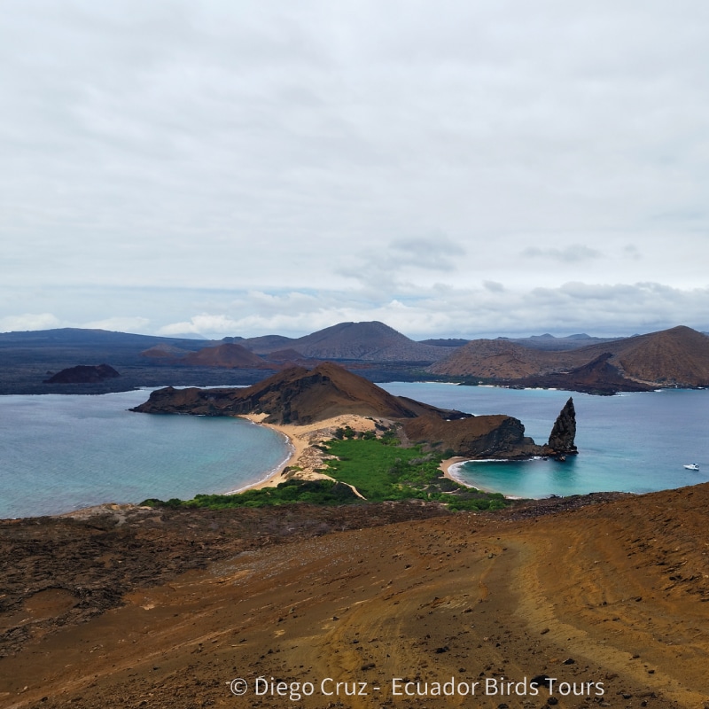 galapagos birding tours by ecuador birds tours (10)