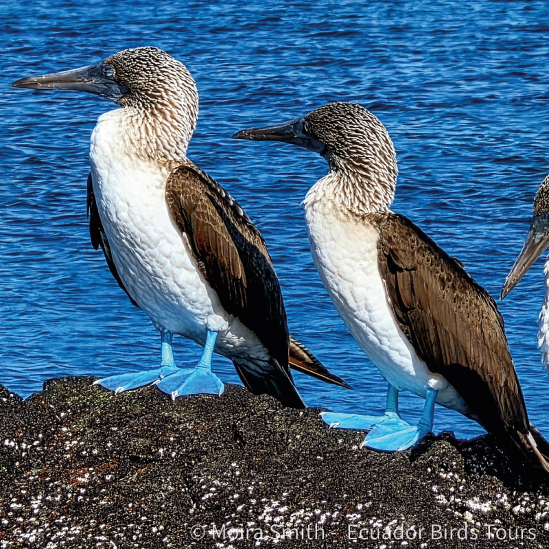 galapagos birding tours by ecuador birds tours (11)