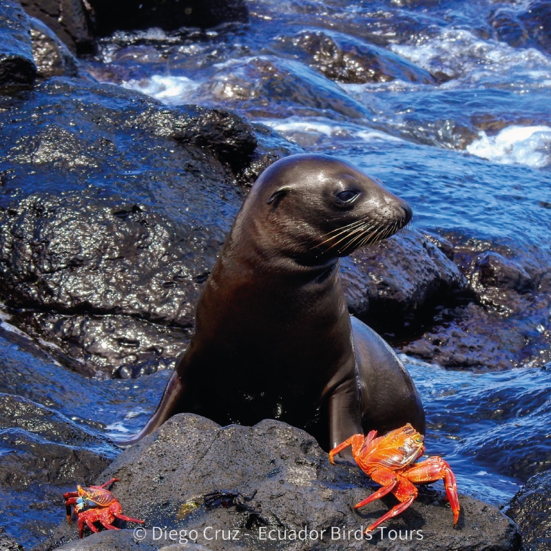 galapagos birding tours by ecuador birds tours (13)