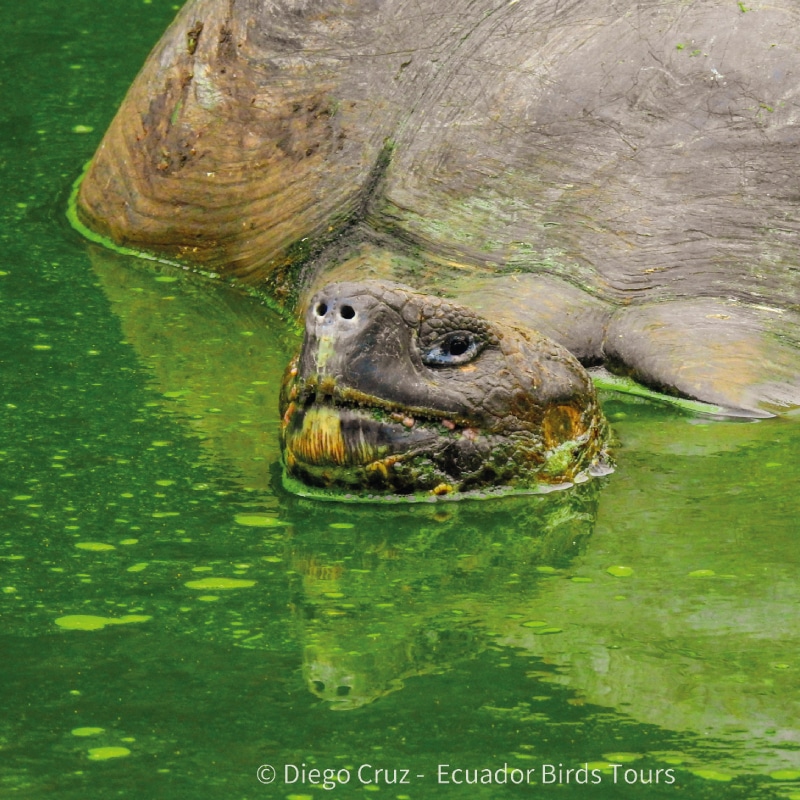 galapagos birding tours by ecuador birds tours (22)