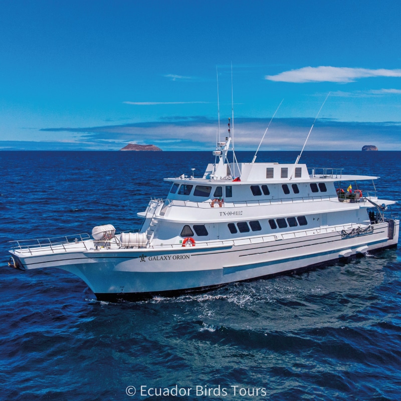 galapagos birding tours by ecuador birds tours (23)