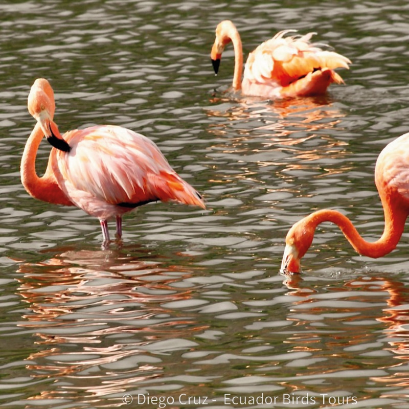 galapagos birding tours by ecuador birds tours (26)