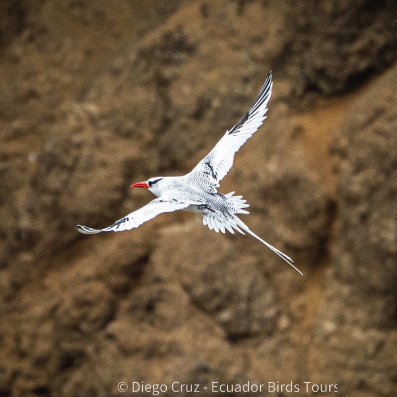 galapagos birding tours by ecuador birds tours (28)