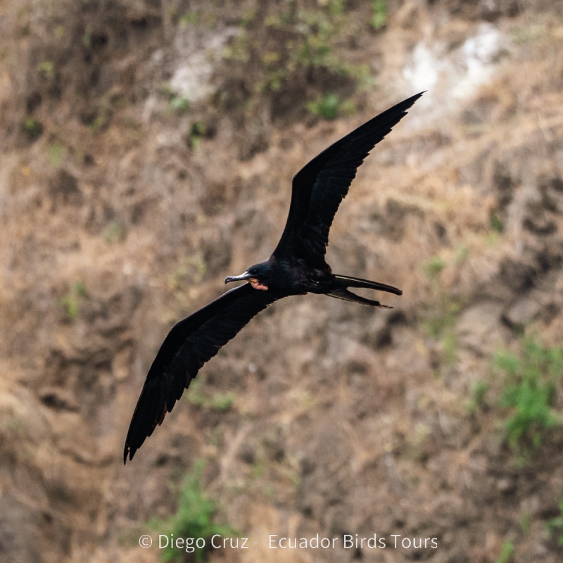 galapagos birding tours by ecuador birds tours (30)