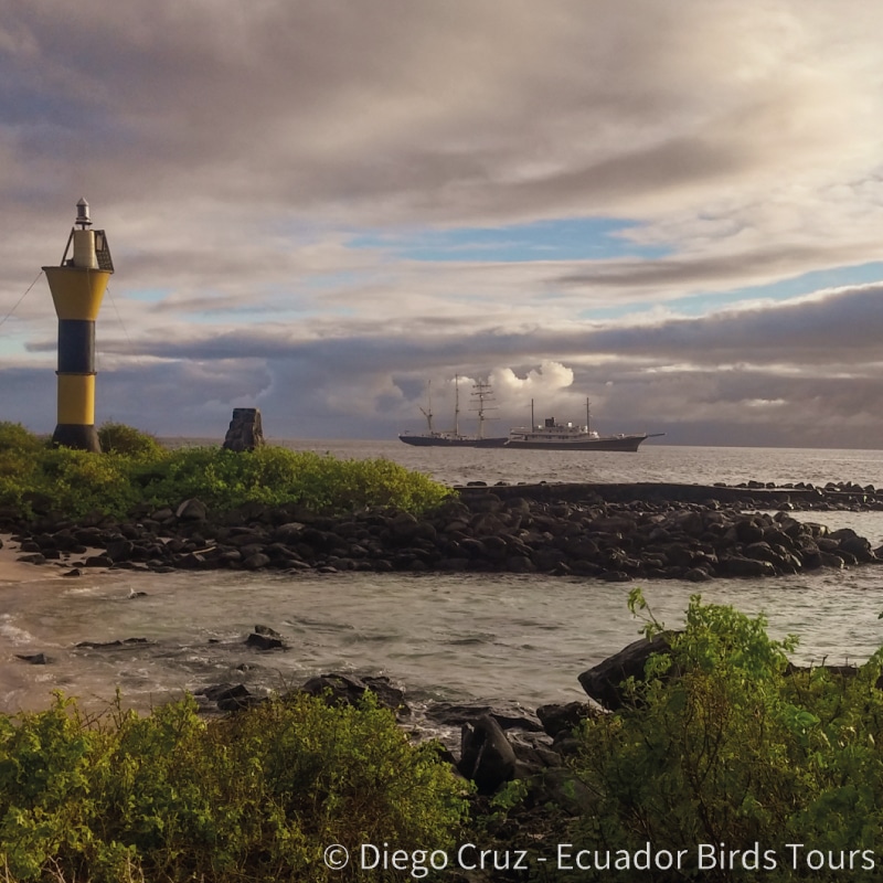 galapagos birding and wildlife tours by ecuador birds tours (12)