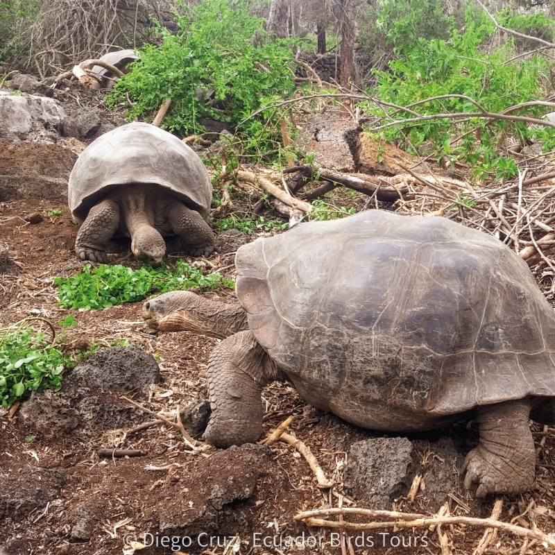 galapagos birding and wildlife tours by ecuador birds tours (17)