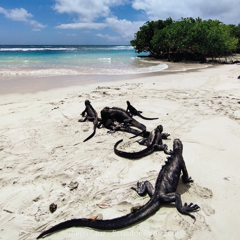 galapagos birding and wildlife tours by ecuador birds tours (18)