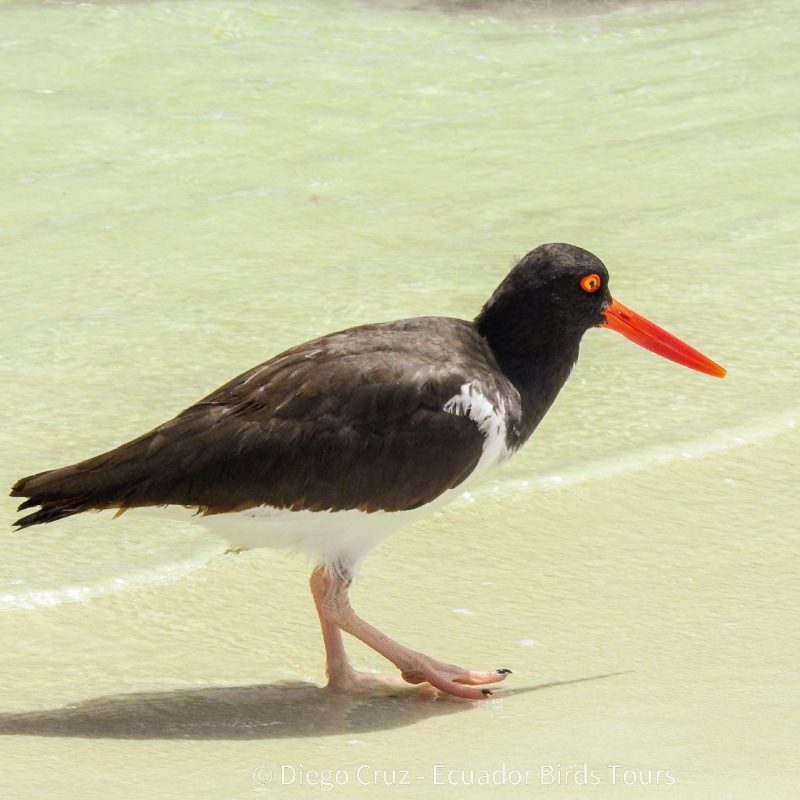 galapagos birding and wildlife tours by ecuador birds tours (19)