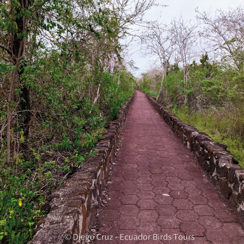 galapagos birding and wildlife tours by ecuador birds tours (20)