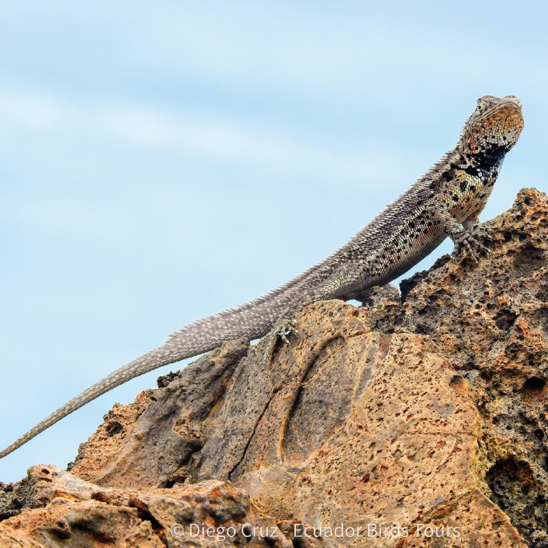 galapagos birding and wildlife tours by ecuador birds tours (21)