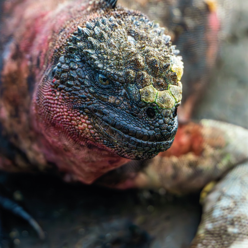 galapagos cruises galaxy yatch by ecuador birds tours (8)