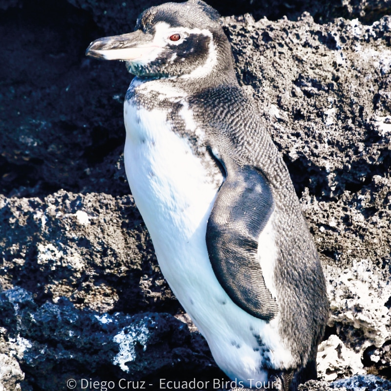 galapagos wildlife tours by ecuador birds tours (3)