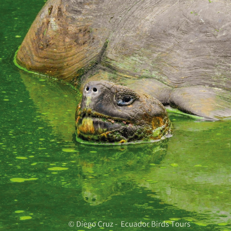 galapagos wildlife tours by ecuador birds tours (4)