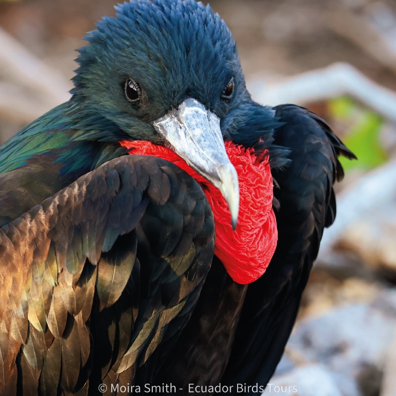 galapagos wildlife tours by ecuador birds tours (5)