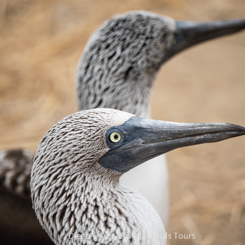 galapagos wildlife tours by ecuador birds tours (6)
