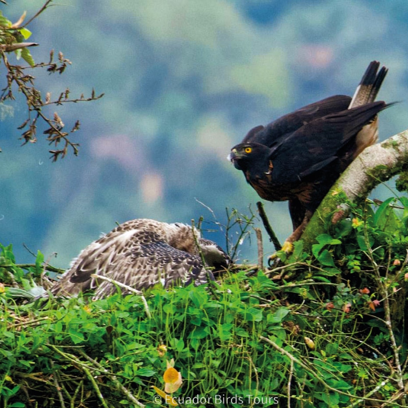 limoncocha and yasuni national park photo tours by ecuador birds tours (3)