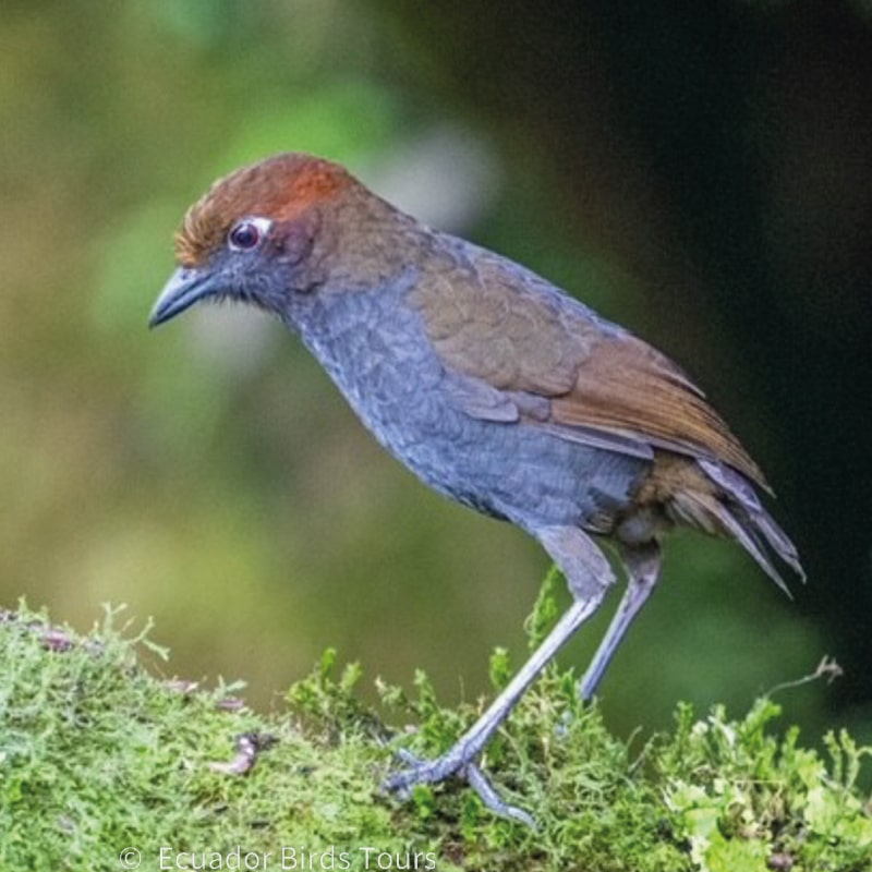 mindo birds tours by ecuador birds tours (16)