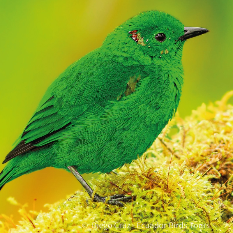 mindo birds tours by ecuador birds tours (28)