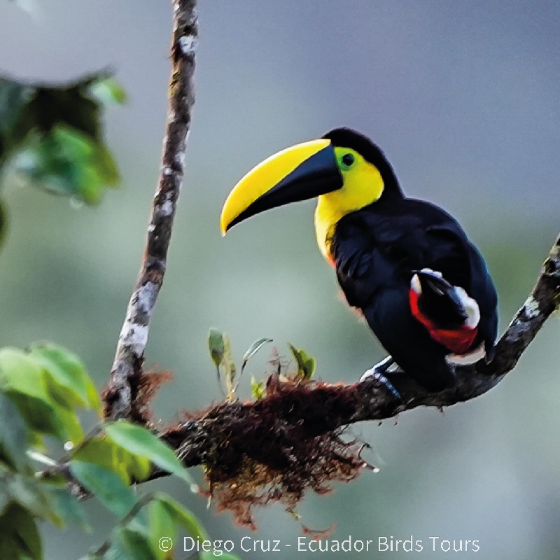 mindo birds tours by ecuador birds tours (4)