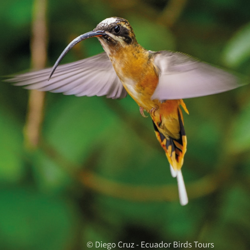 mindo birds tours by ecuador birds tours (40)