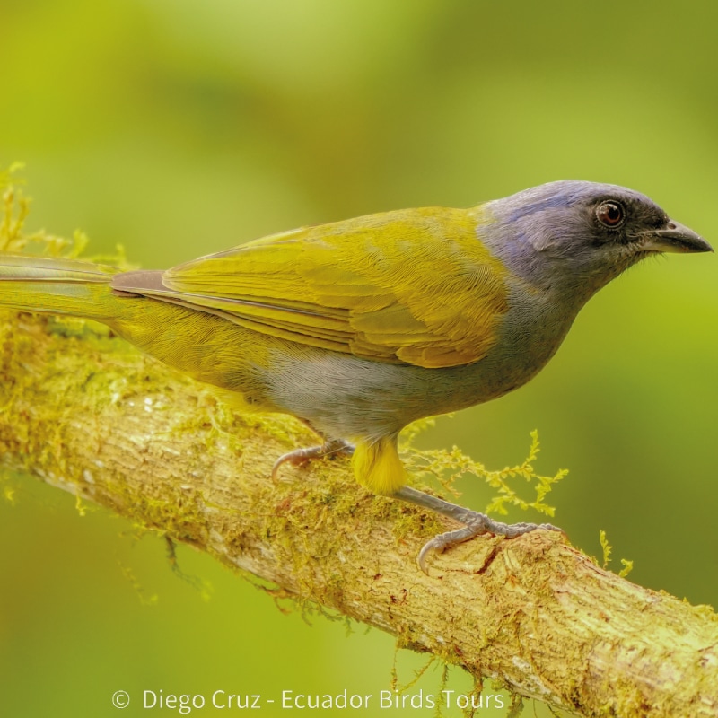 mindo birds tours by ecuador birds tours (46)