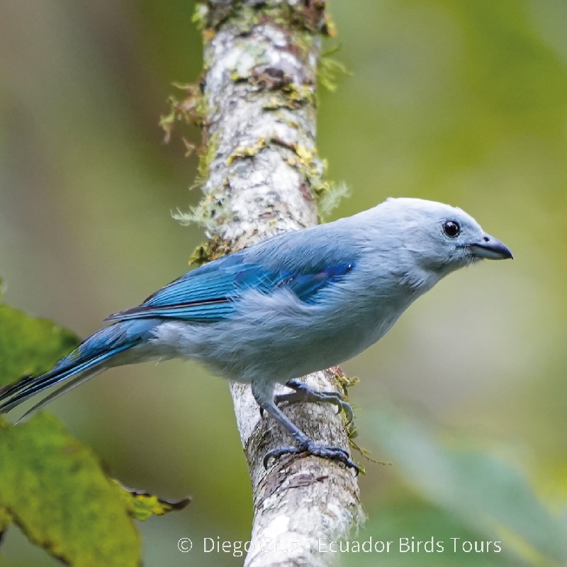 mindo birds tours by ecuador birds tours (79)