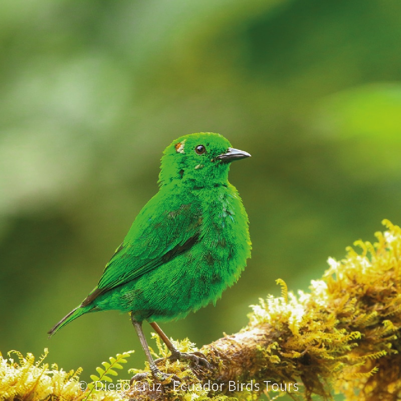 mindo birds tours by ecuador birds tours (8)