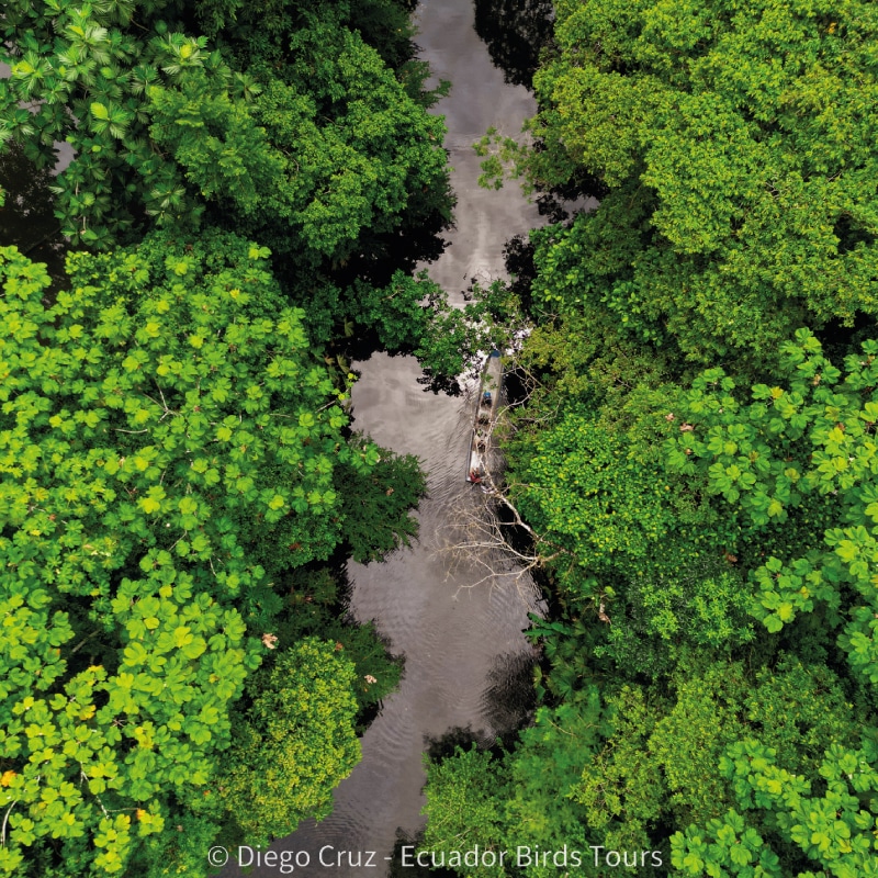 napo wildlife center birding lodge by ecuador bird tour (11)