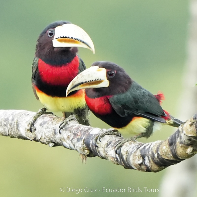 napo wildlife center birding lodge by ecuador bird tour (12)
