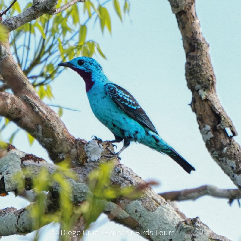 napo wildlife center birding lodge by ecuador bird tour (26)