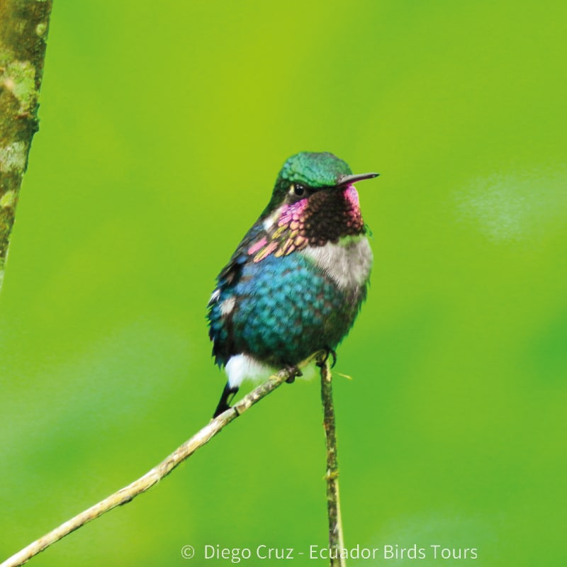 san isidro lodge birding by ecuador birds tours (15)