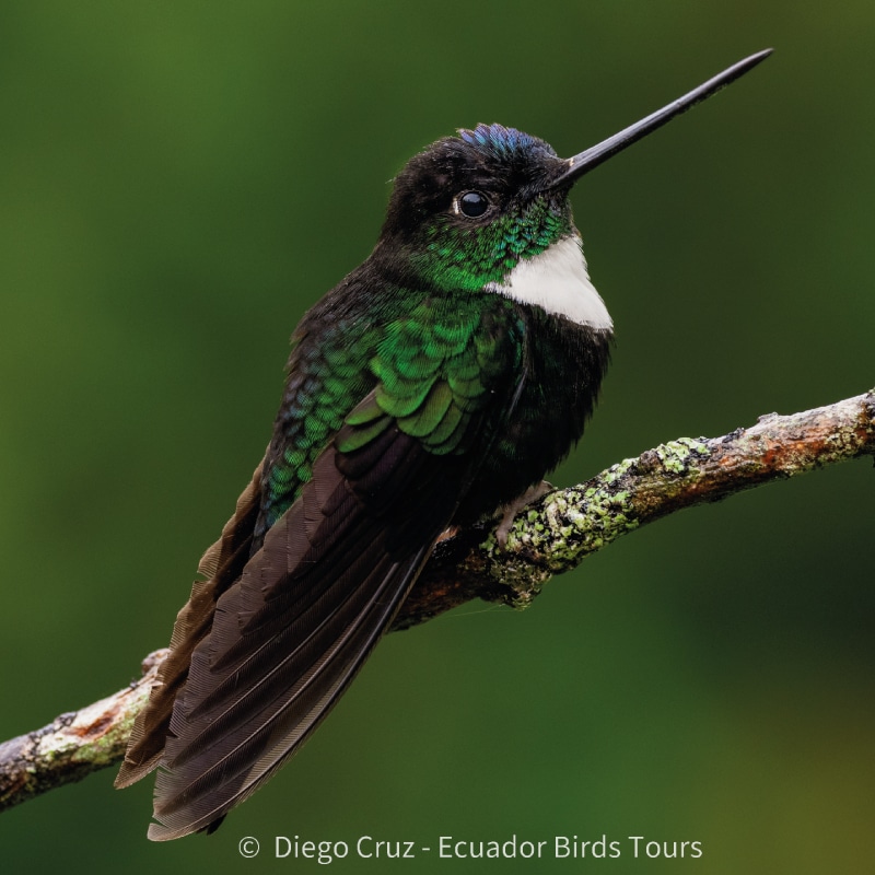 san isidro lodge birding by ecuador birds tours (5)