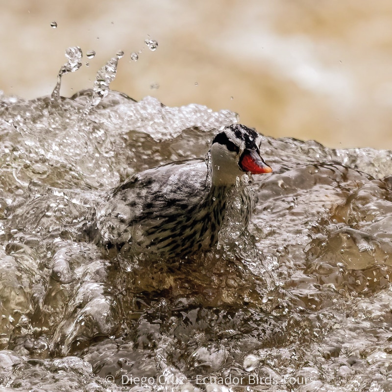 san isidro lodge birding by ecuador birds tours (6)