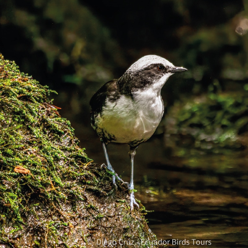 san isidro lodge birding by ecuador birds tours (7)