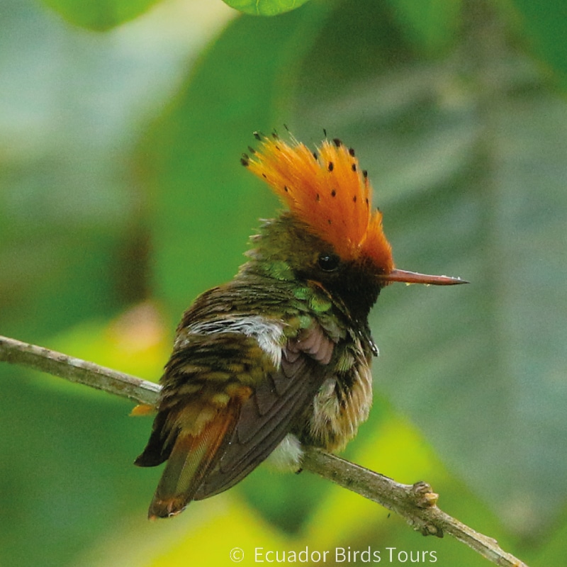 southern birding tours in ecuador by ecuador birds tours (10)