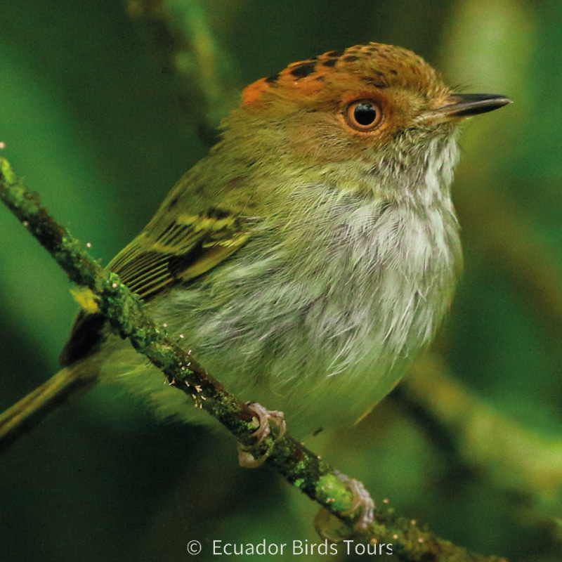 southern birding tours in ecuador by ecuador birds tours (16)