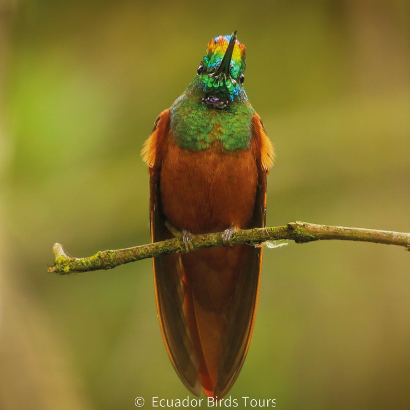 southern birding tours in ecuador by ecuador birds tours (19)