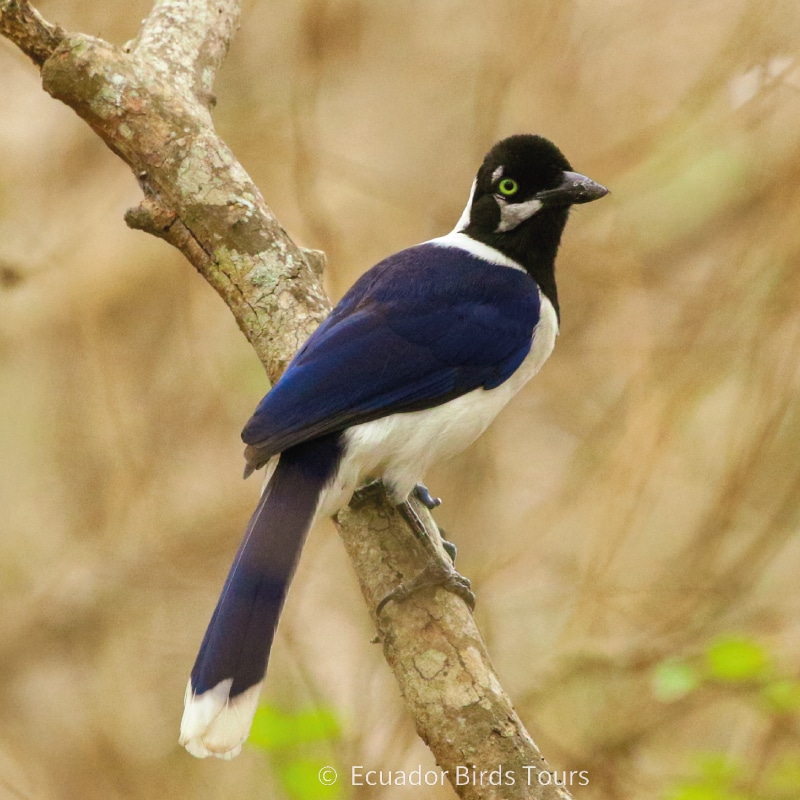 southern birding tours in ecuador by ecuador birds tours (21)
