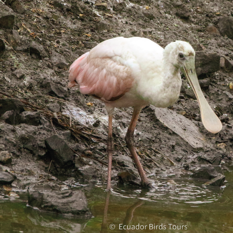 southern birding tours in ecuador by ecuador birds tours (3)