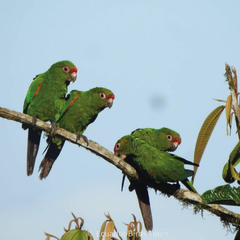 southern birding tours in ecuador by ecuador birds tours (7)