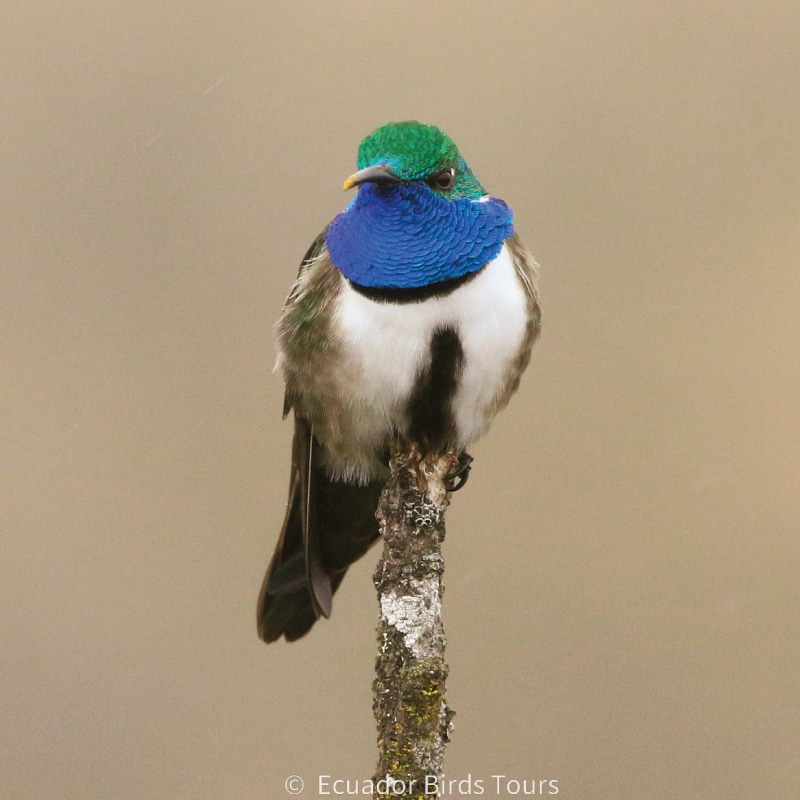 southern birding tours in ecuador by ecuador birds tours (8)