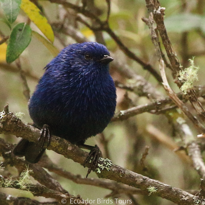southern birding tours in ecuador by ecuador birds tours (9)